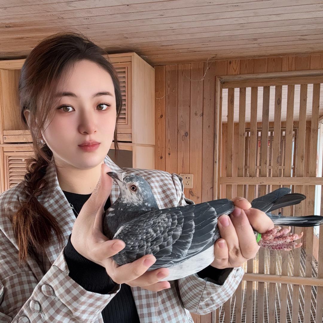赛鸽小甜甜🕊️