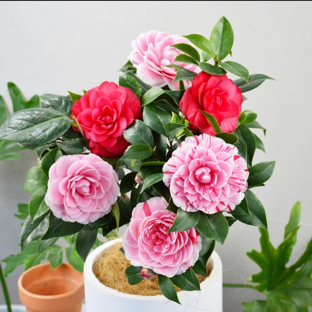 玖月茶花卉