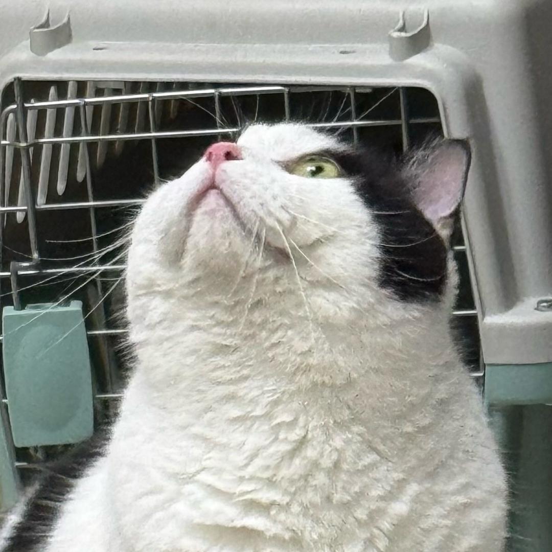 糯米