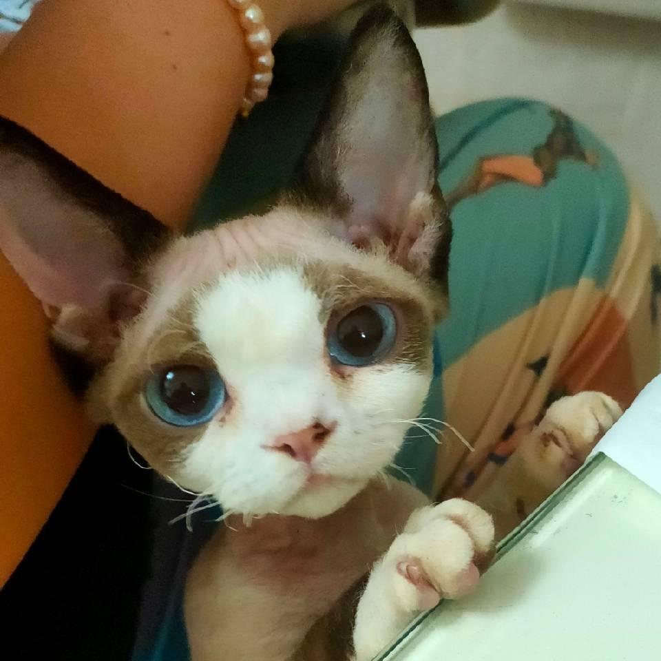 大脸猫影视