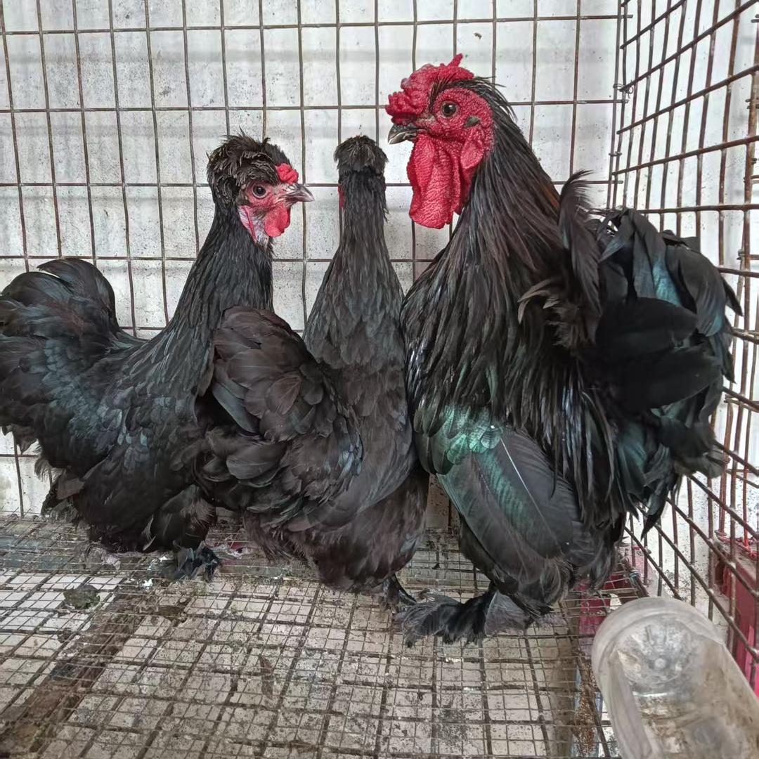 元宝 波澜鸡观赏养殖