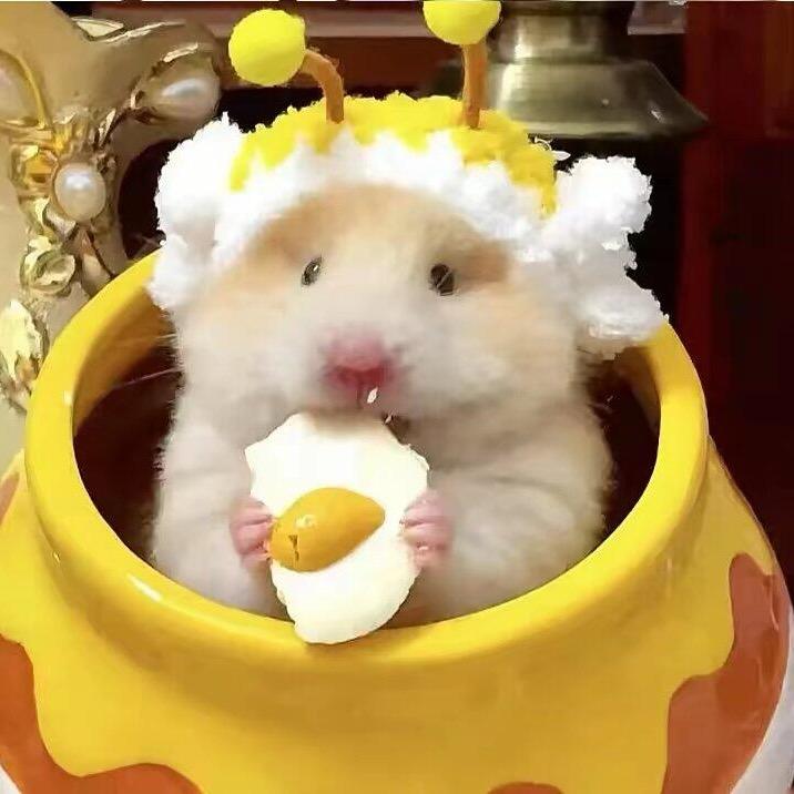 伽夜
