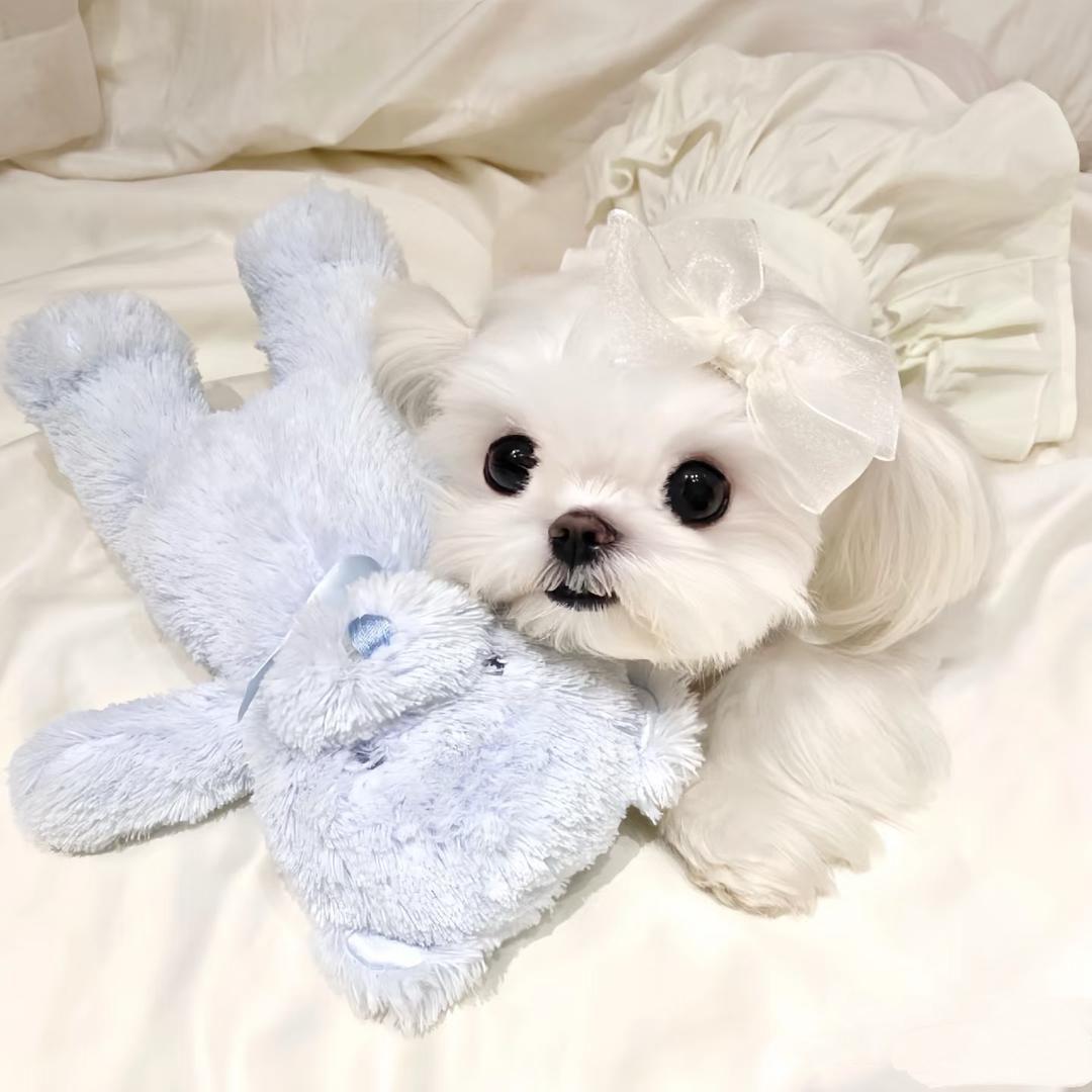 多金家的小萌宠