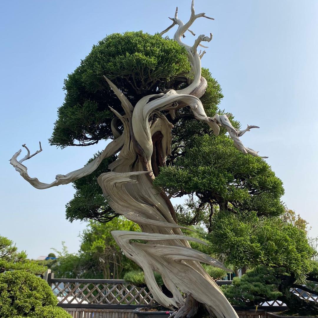 博大盆景