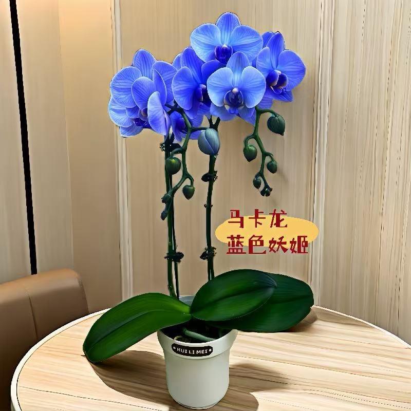 卖花的农村女孩