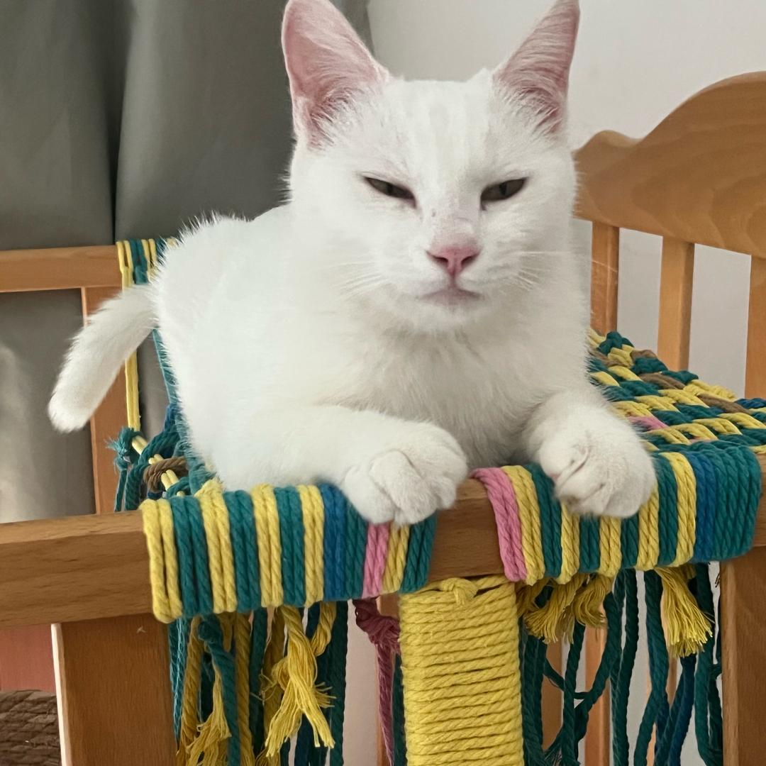 爱💤的🐱
