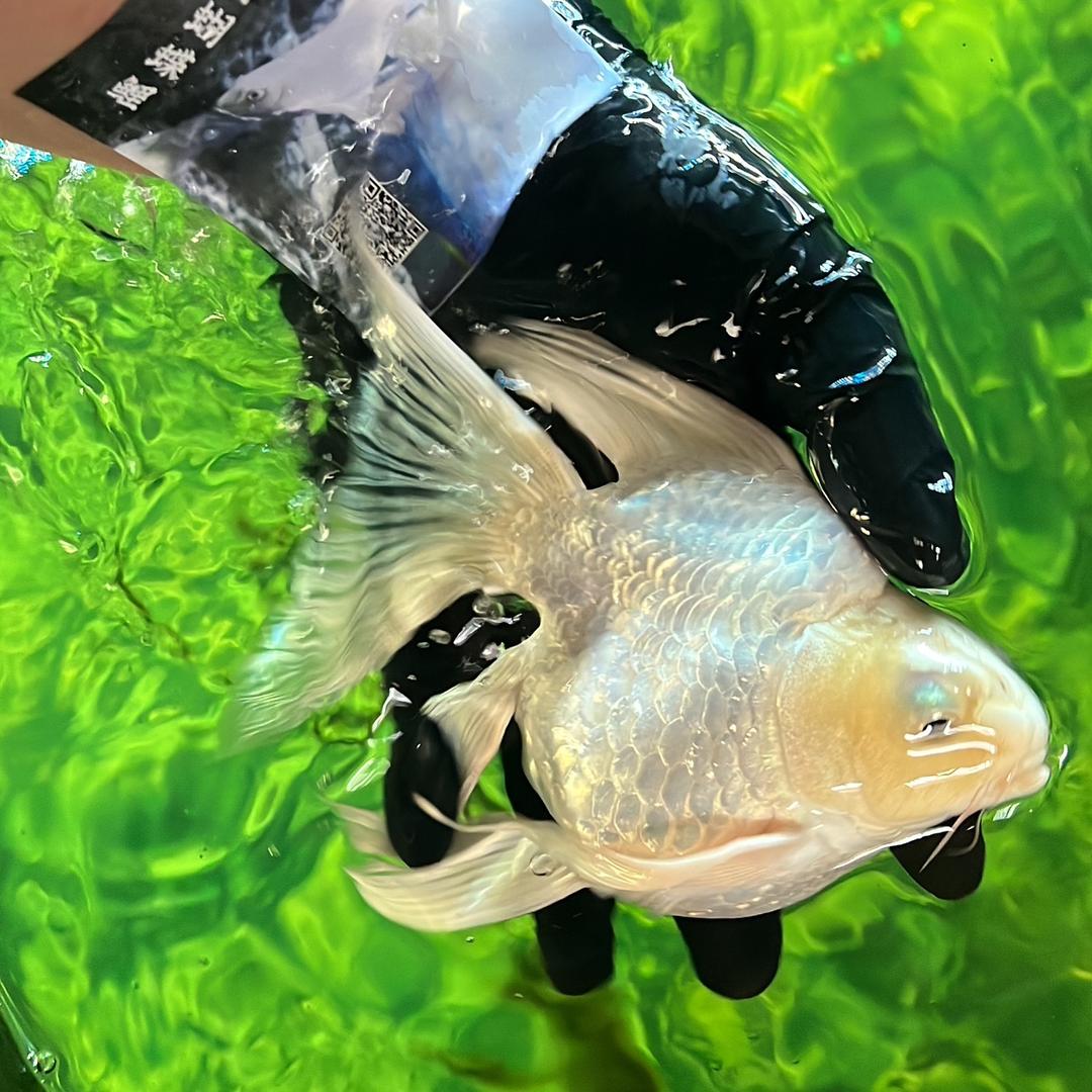 泰山蝴蝶鲤