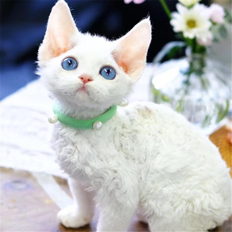 小羽毛