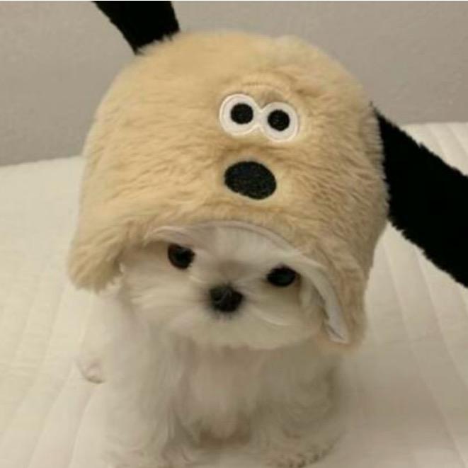 爆爆小狗（接🥚版）