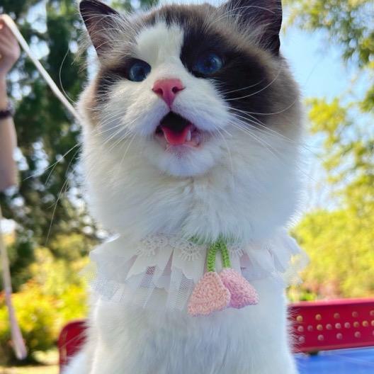 倪小二宠物用品