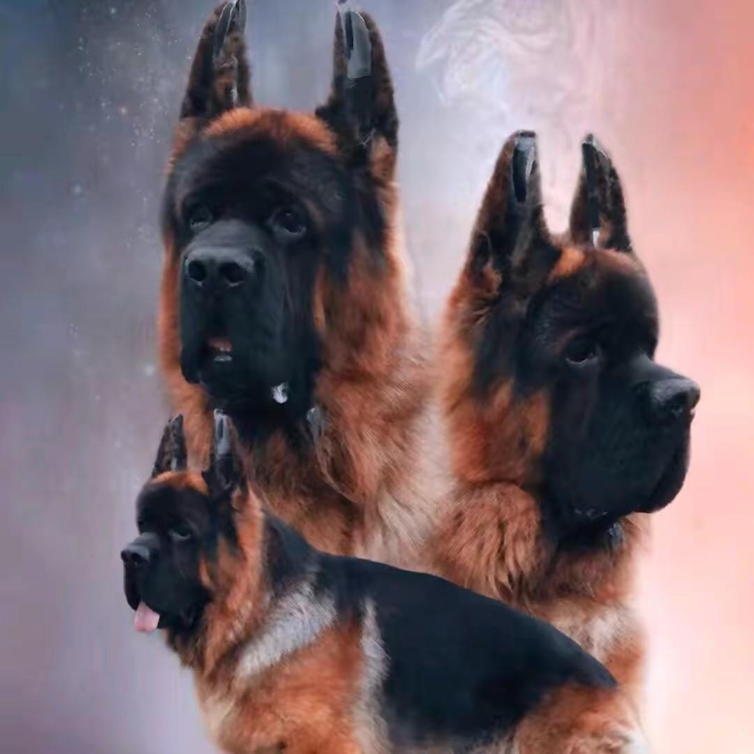 开封阿强 德牧犬舍 可寄养