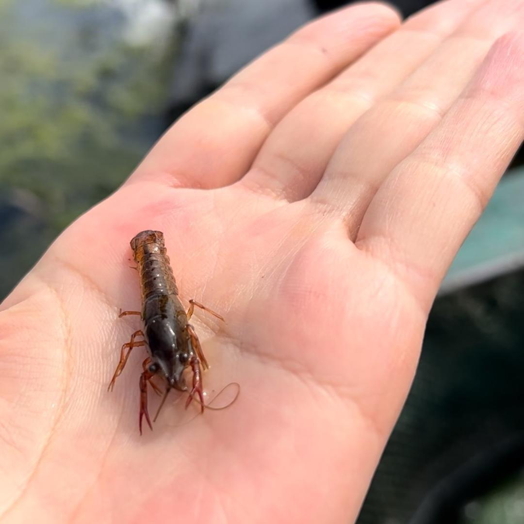 水乡老爸甄选