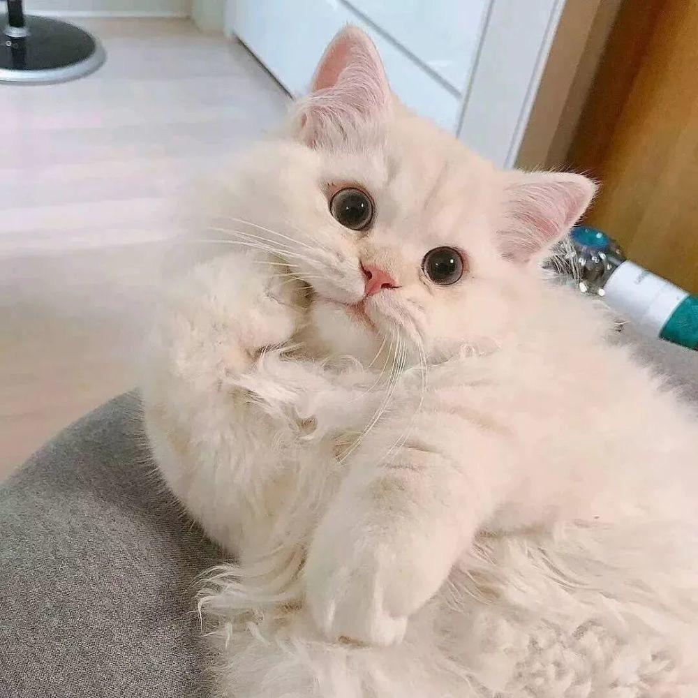 嘻嘻来了🙈
