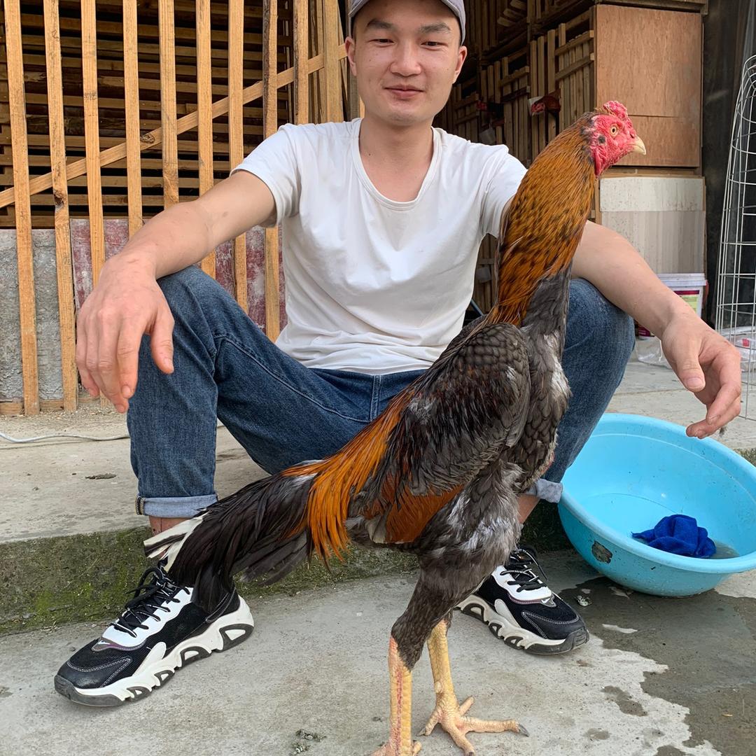 小林  一号宠物店🔥🔥🔥🔥