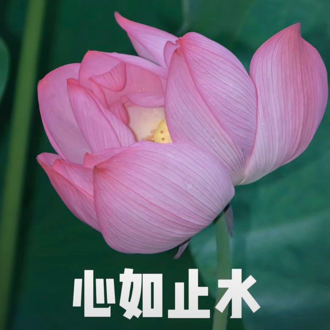 三角洲树人