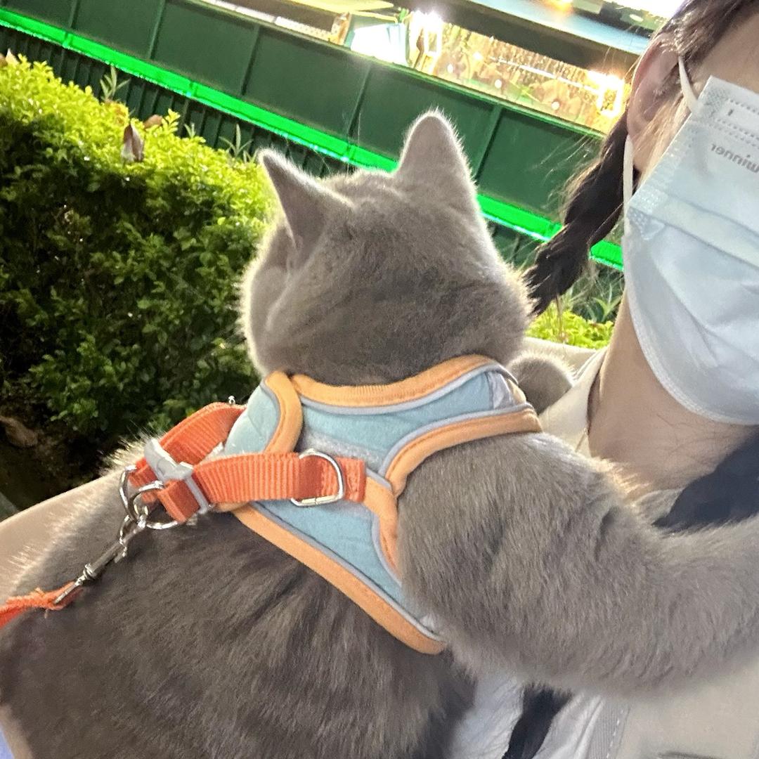 喵宝
