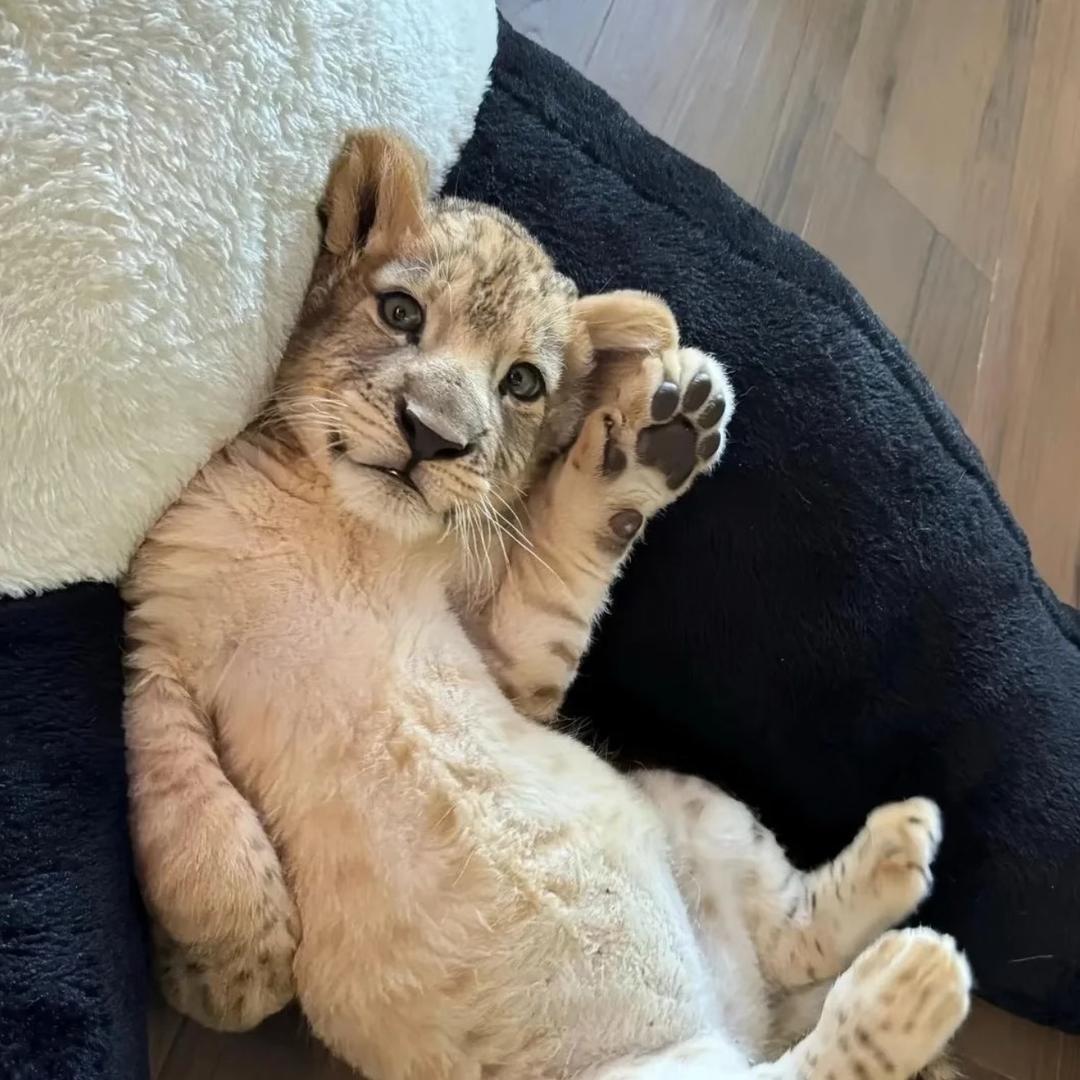 o3ooo