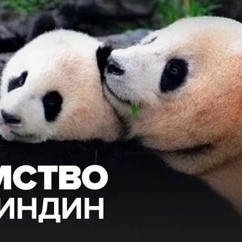 旅俄熊猫🐼如意&丁丁