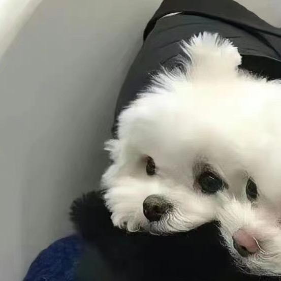 哭包小鲨鱼凛酱