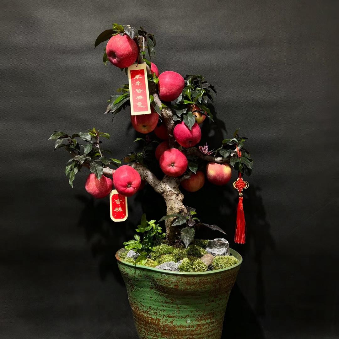 小王的盆栽果树