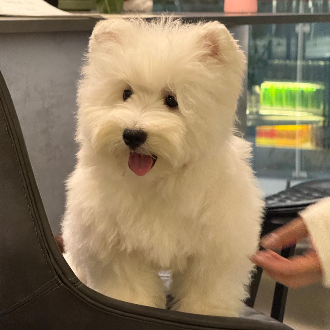 Snowpeak 雪顶犬舍