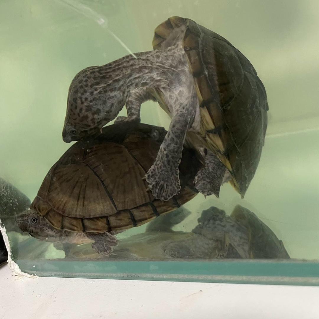 不太专业的养龟佬