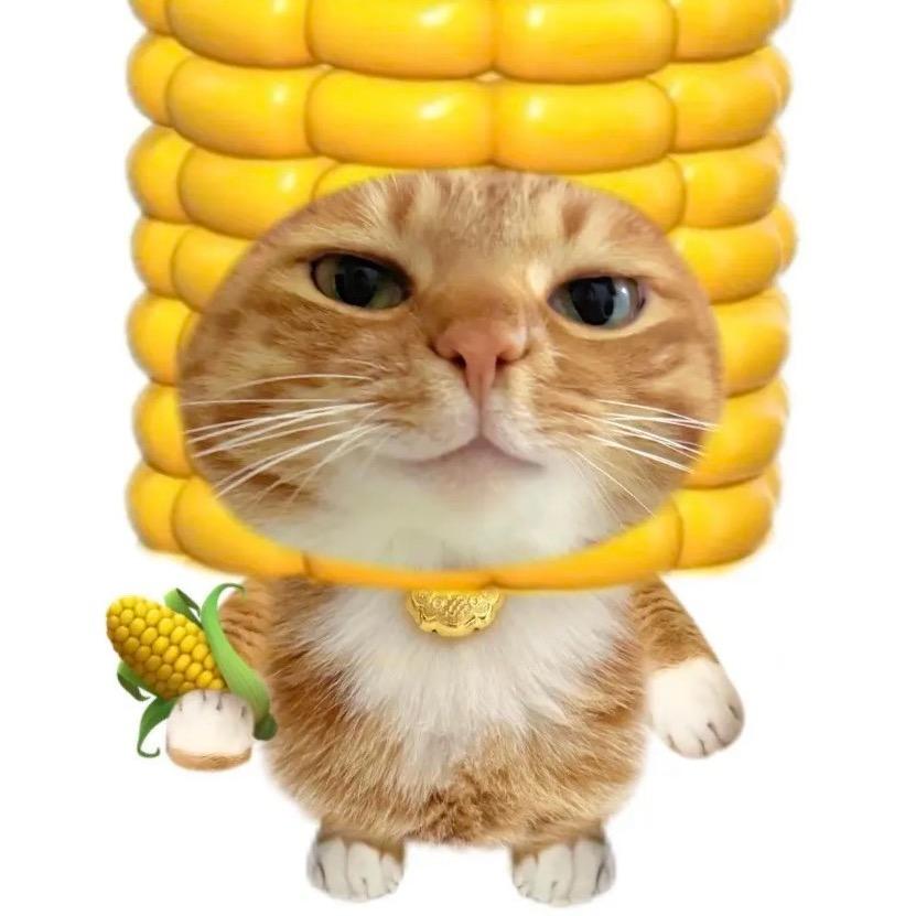 不染宇
