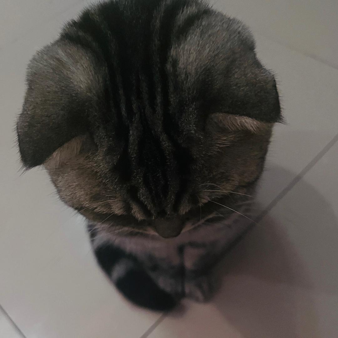 开心霸气猪