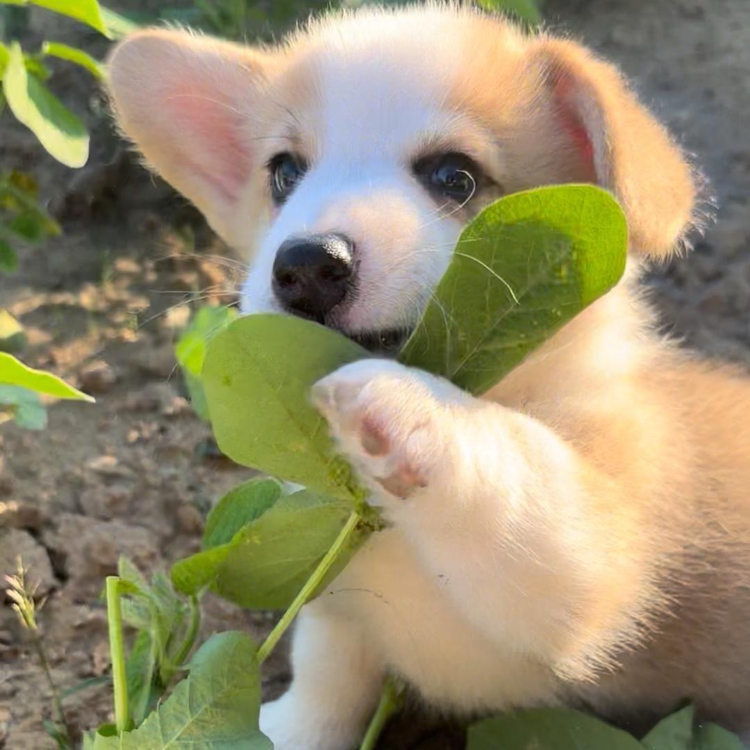 多宝是只小胖基