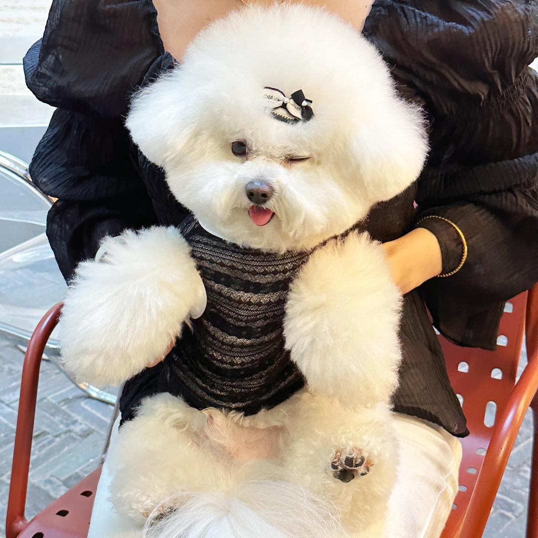 哈尼的日常