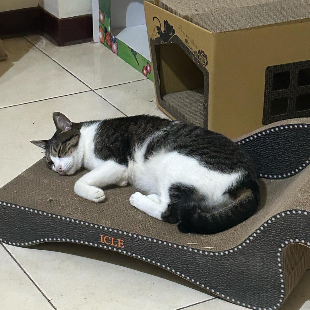 被冰块烫伤的大胖🐱