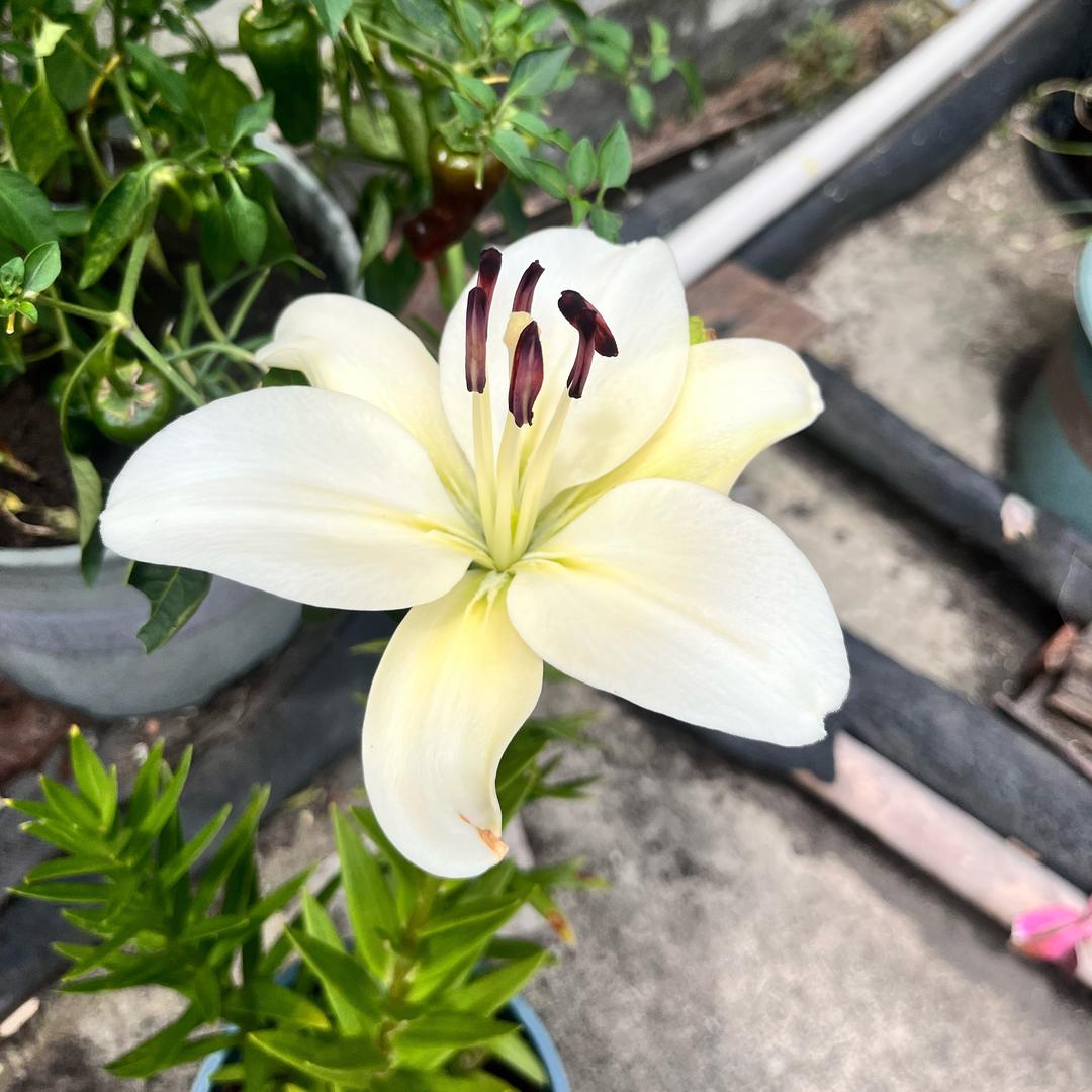 小霞