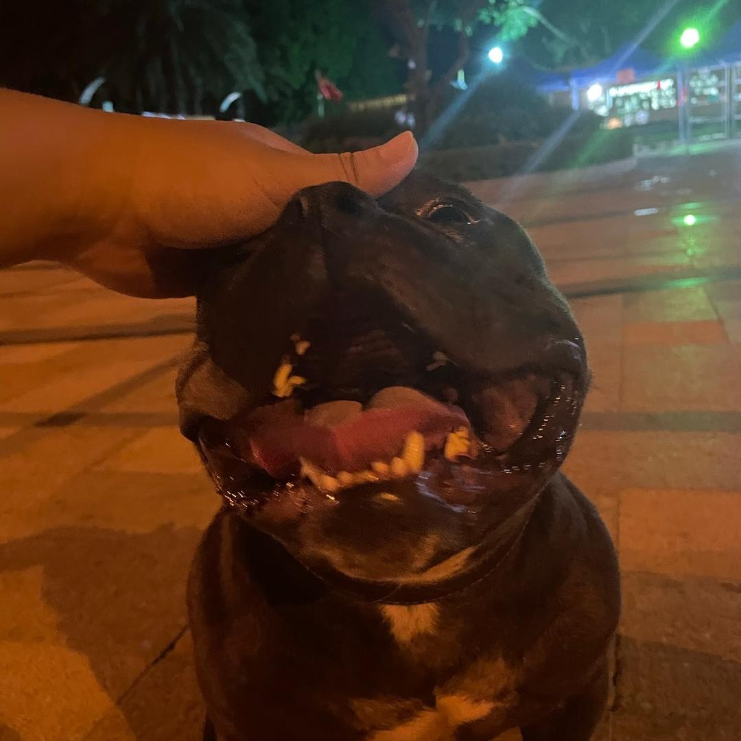 🐱🐶贩子-老钟