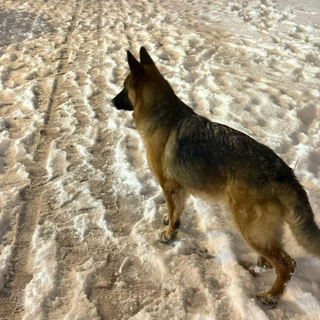 开封宠物食材批发