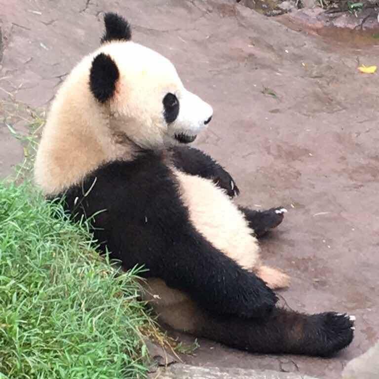 哲爸爸