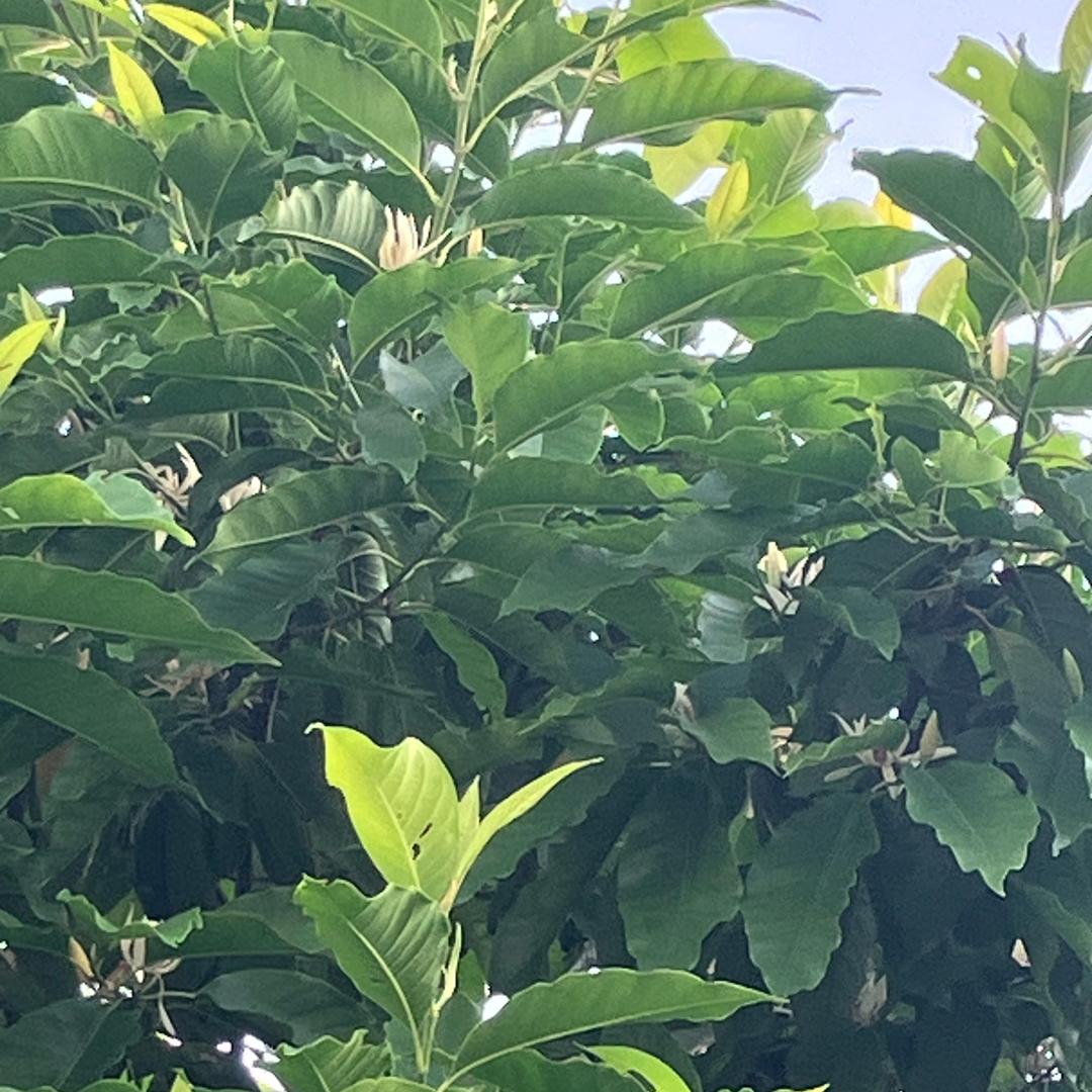 wainjie