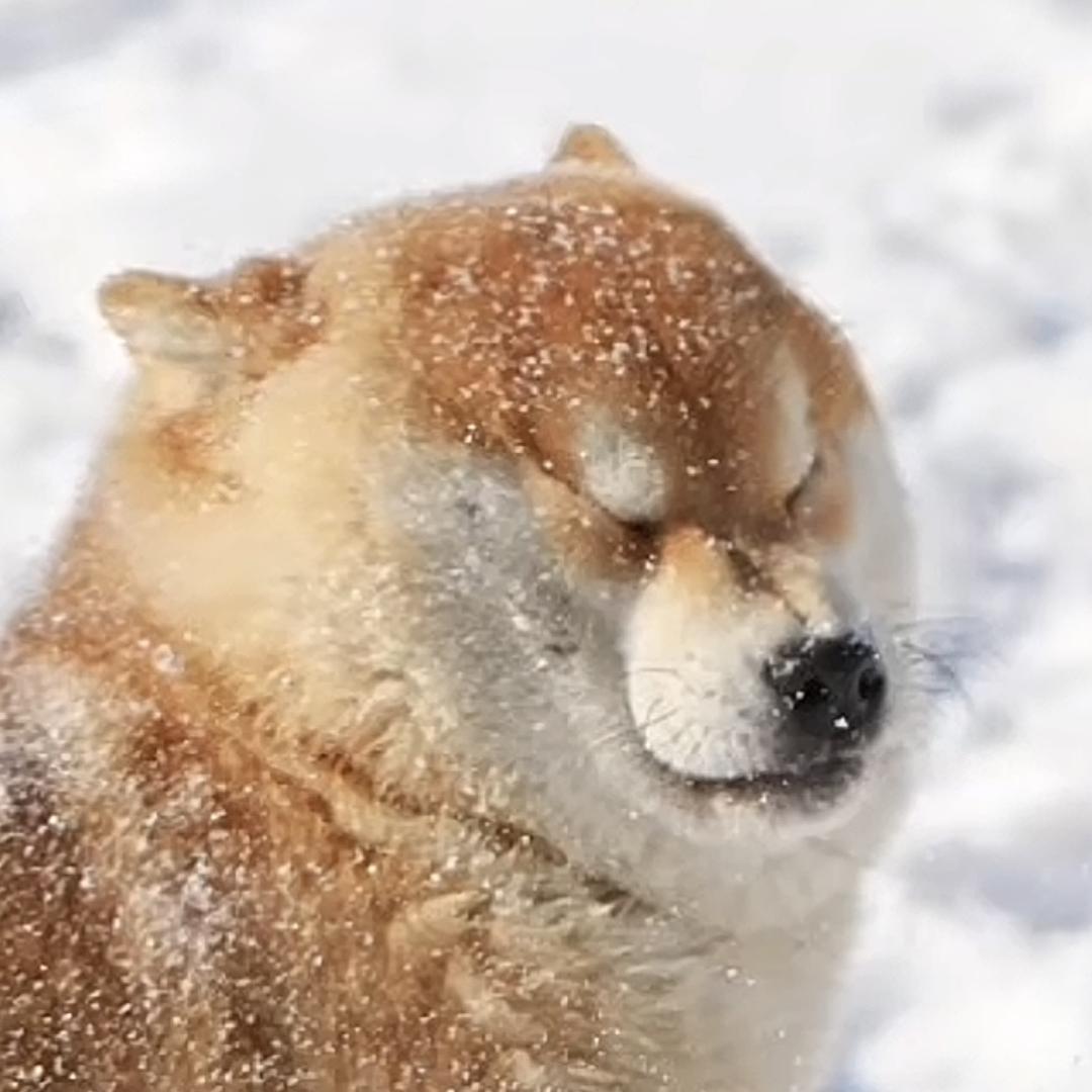 柴柴🐾