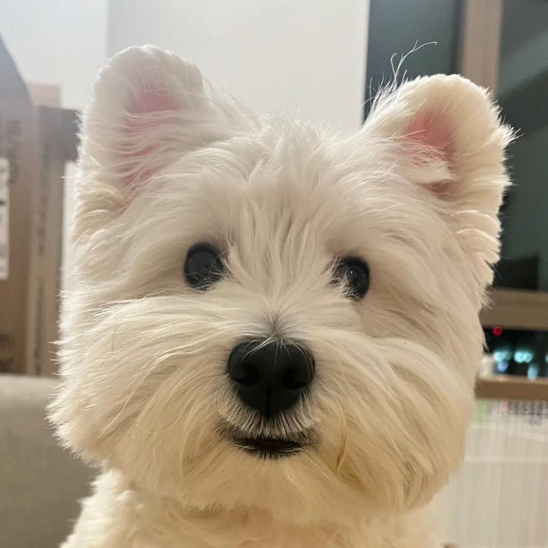 🧚‍♀️糯米团子