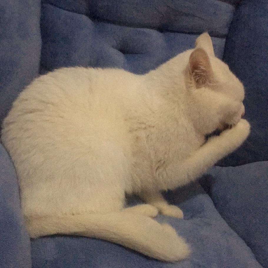 喵喵🐱