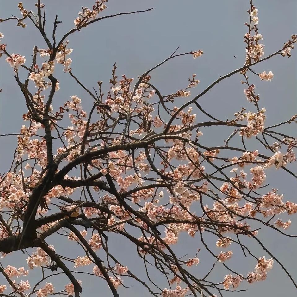 梦闲君
