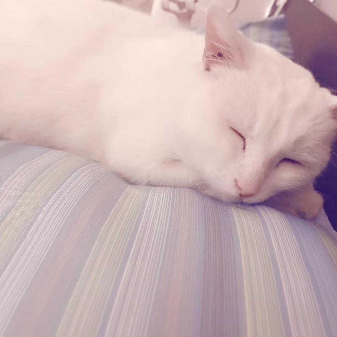 是猫猫吖