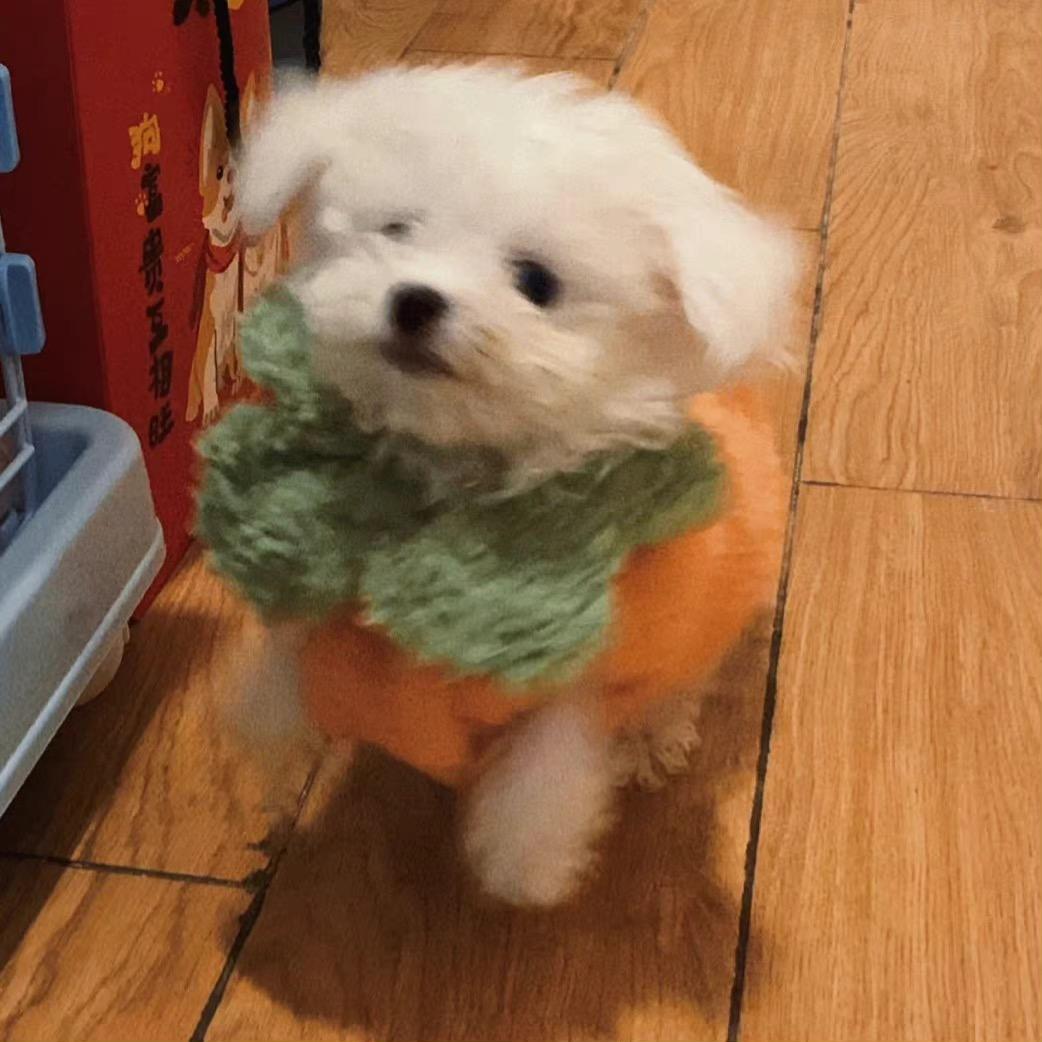 我有一颗小石榴
