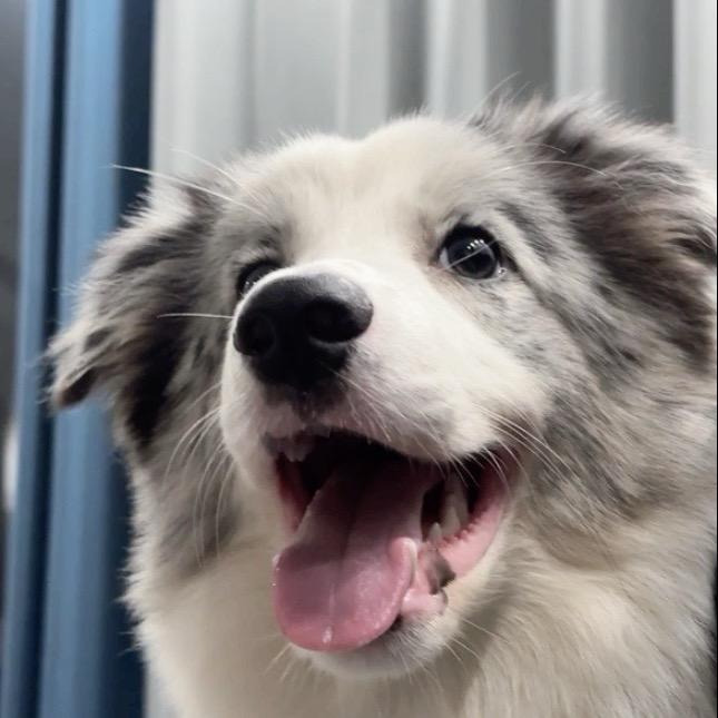 榴莲是只臭臭🐶