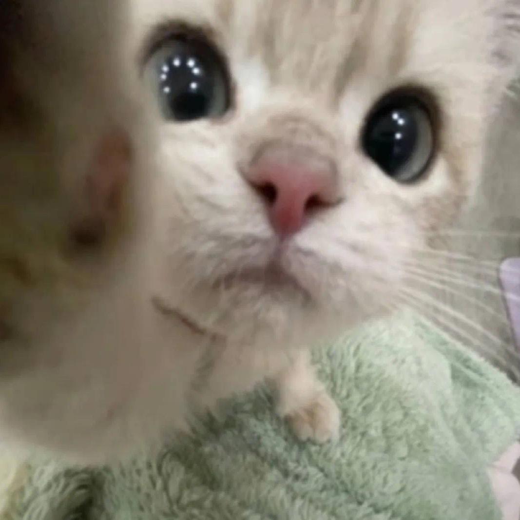 小诺