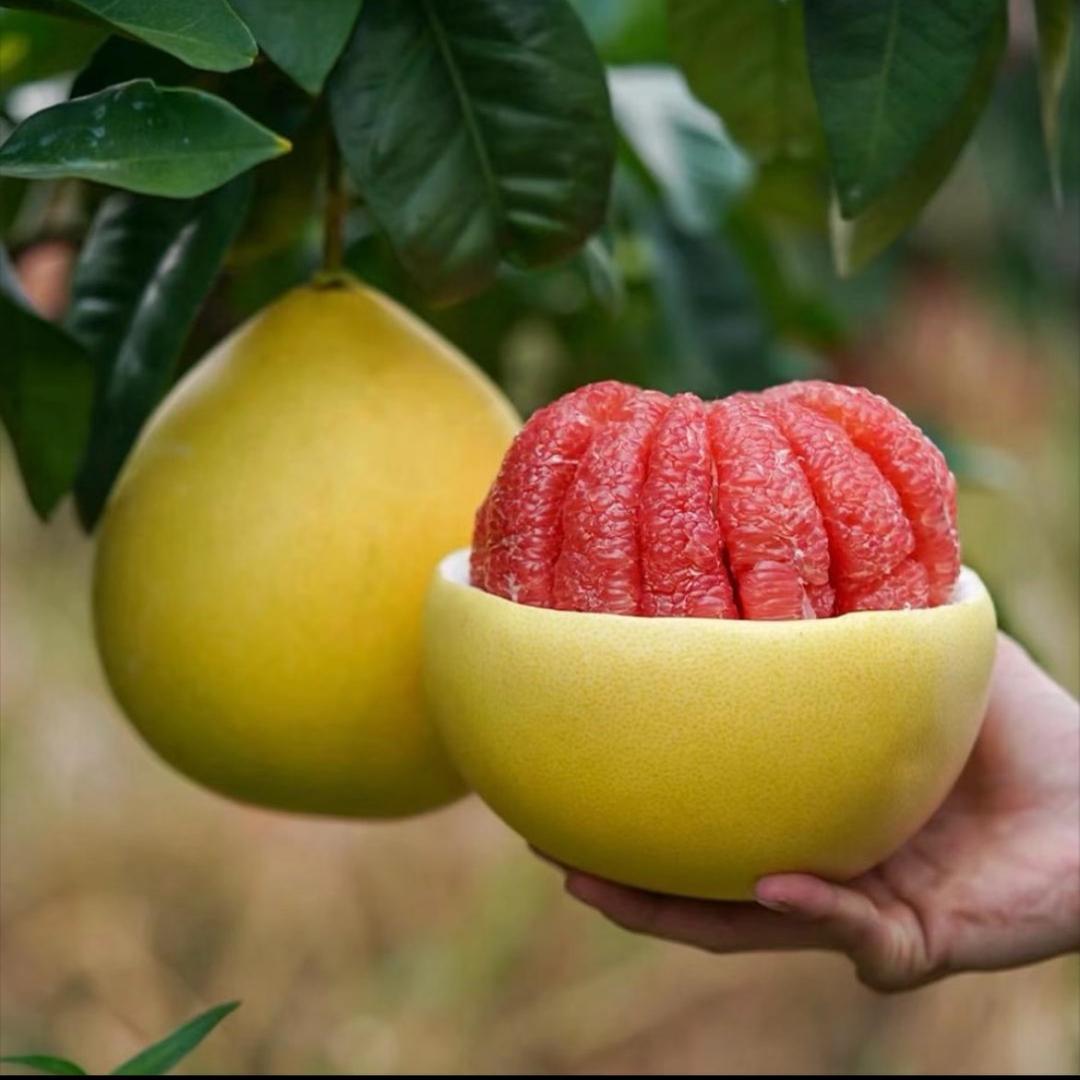 婉婉鲜果次日到