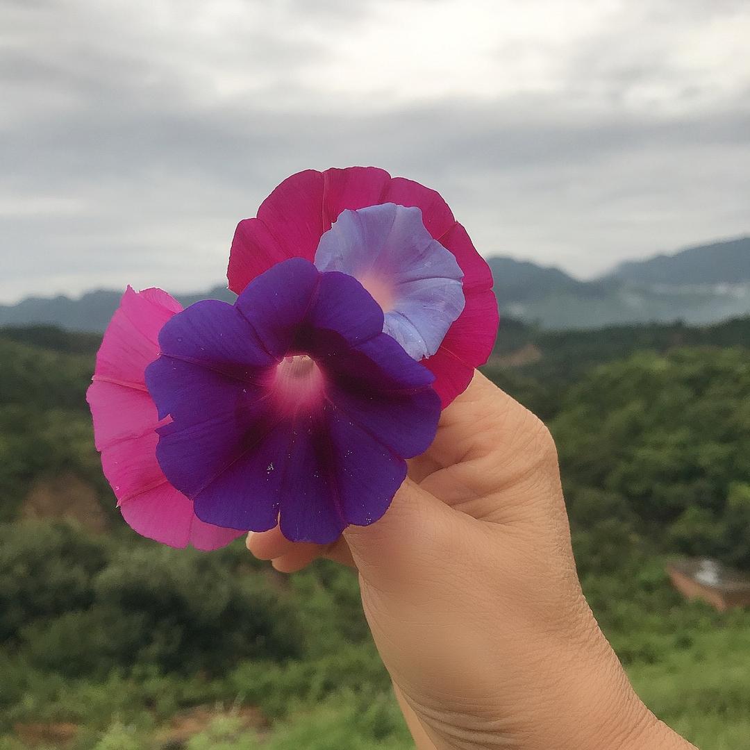 仙境农家院