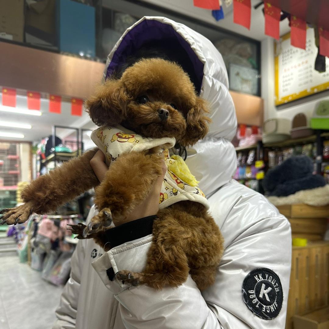 芊芊宝贝是🐶泰迪