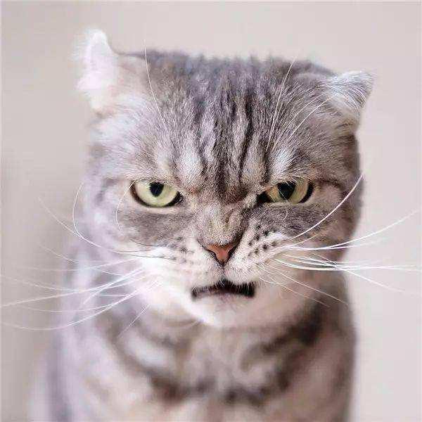 老猫玩游戏🐱