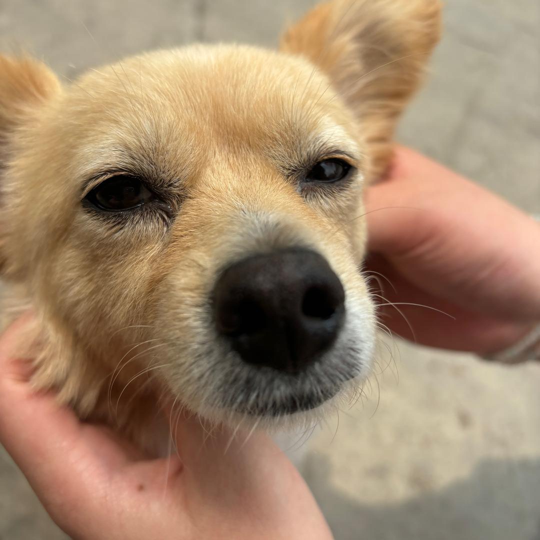 牛牛