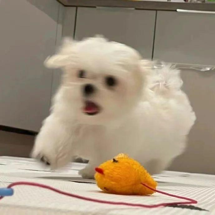 理发的胡萝卜